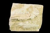 Fossil Crinoid (Scytalocrinus) - Keokuk Formation, Missouri #157192-1